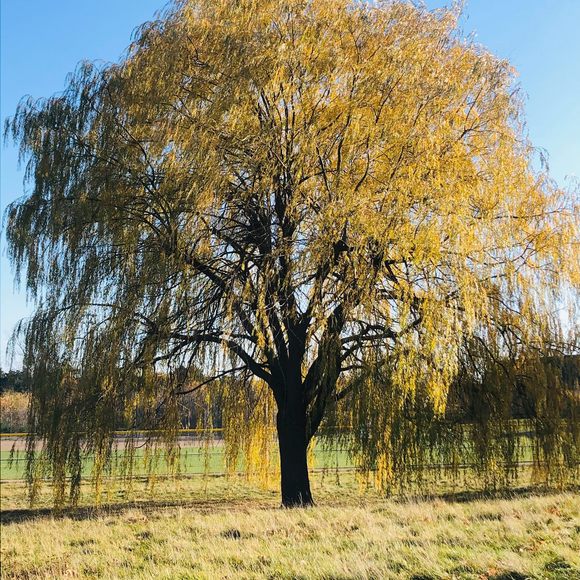 Meet your Posher, Kendra - Picture 1 of 1